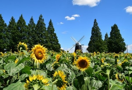 あけぼの山農業公園のひまわり畑