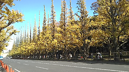 松葉町のドウダンツツジ