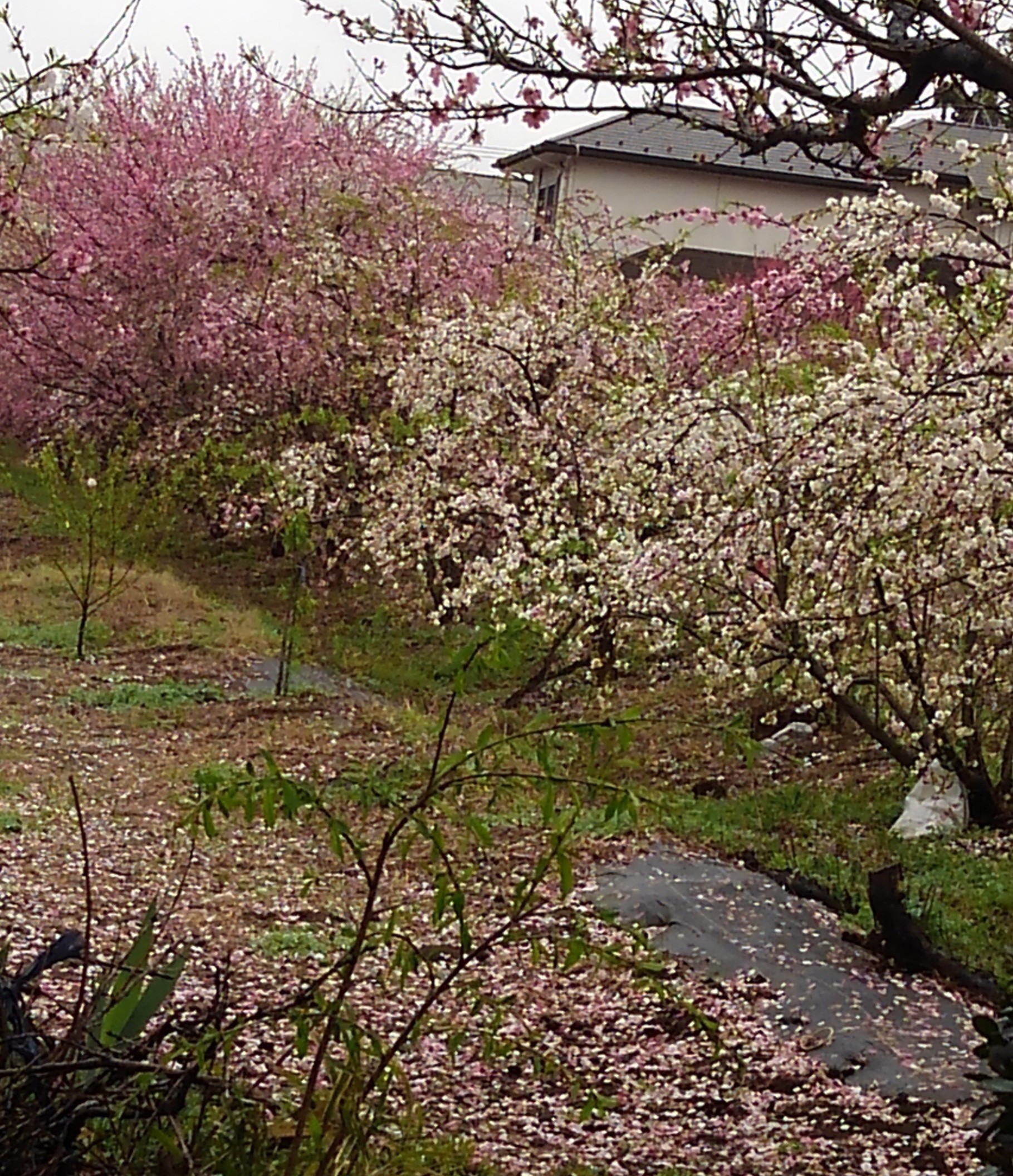 色鮮やかな花桃畑(流山市)