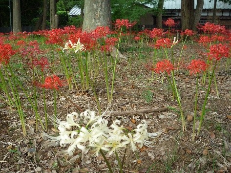 祖光院の彼岸花