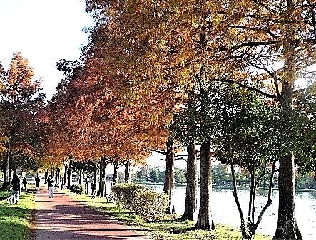 みさと公園のメタセコイア（三郷市）