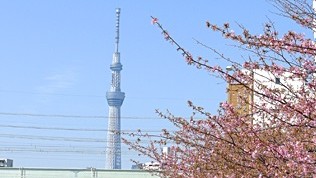 河津桜とスカイツリー