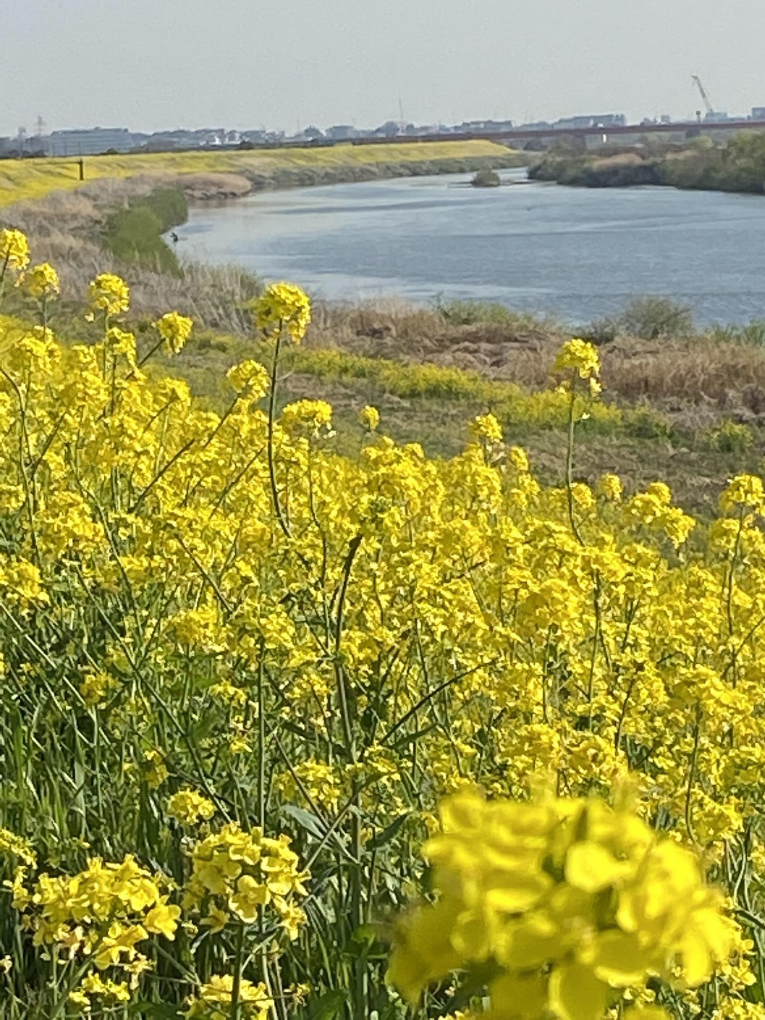江戸川の菜の花2026