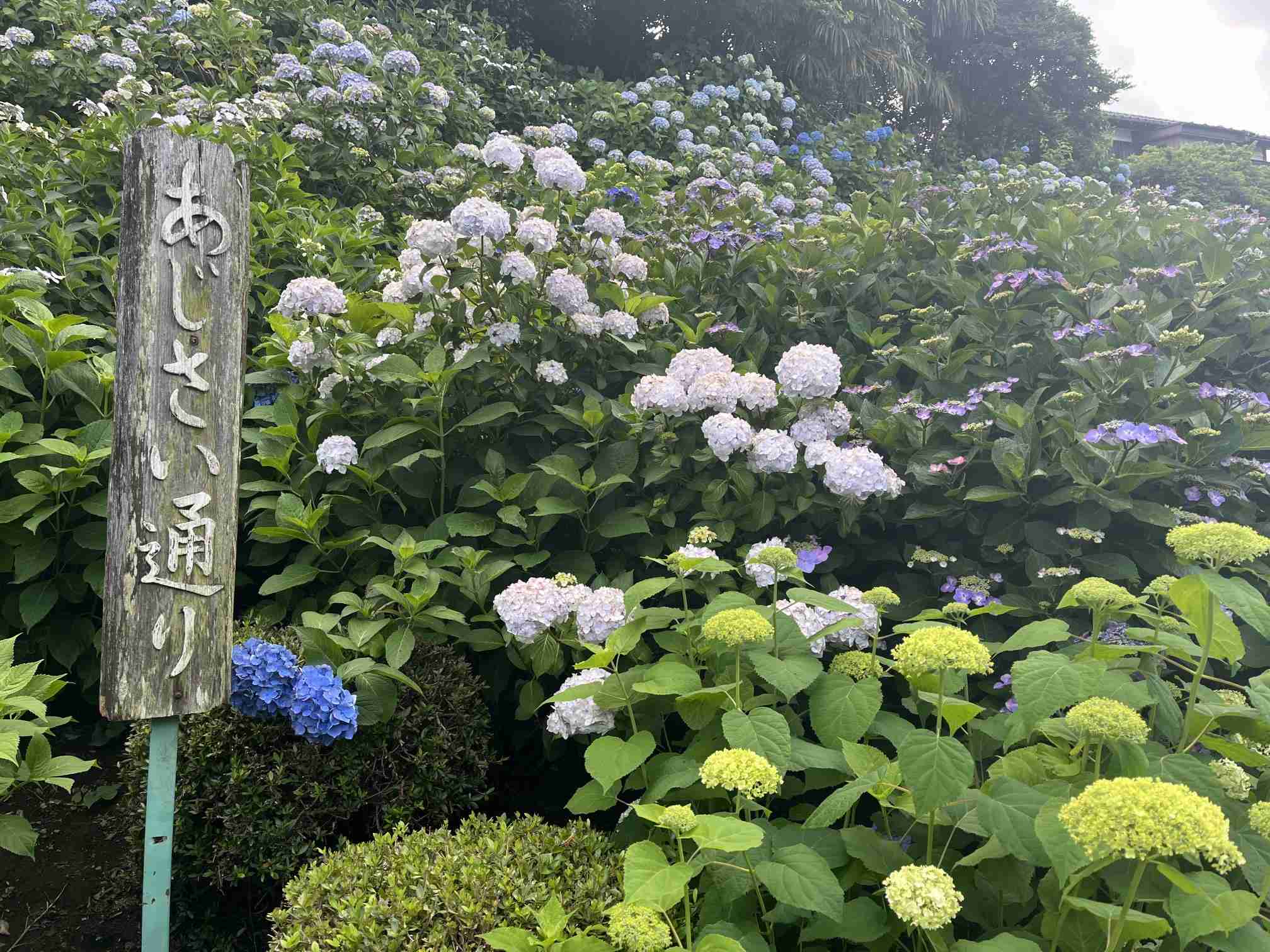 あじさい通りの紫陽花